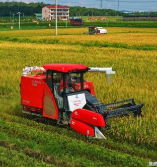 江西永修 早稻黄 收割忙