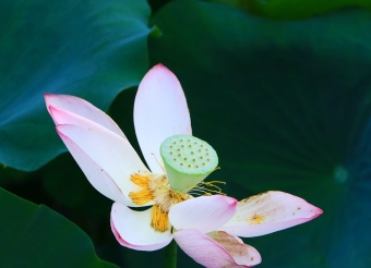 夏日的荷花 一场诗意的绽放