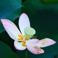 夏日的荷花 一场诗意的绽放