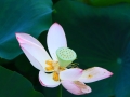 夏日的荷花 一场诗意的绽放